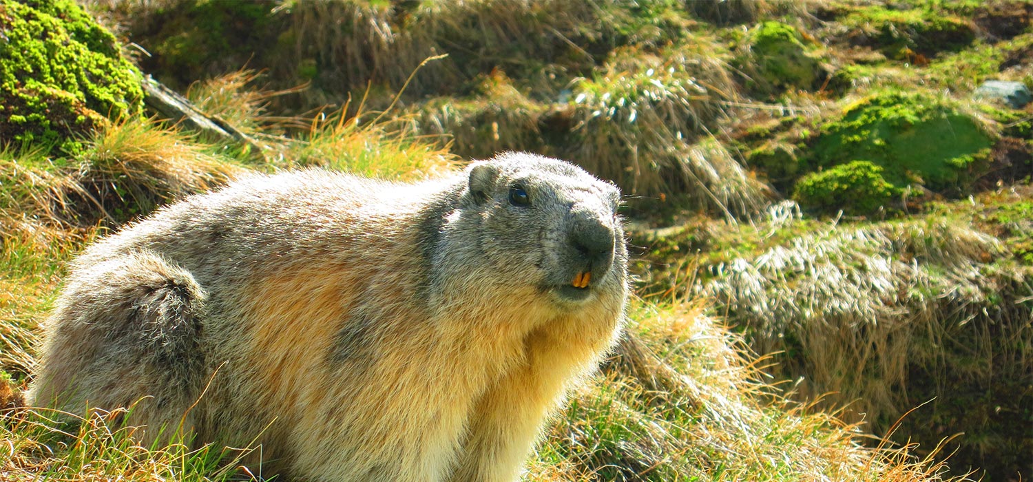 Grossglockner Marmot